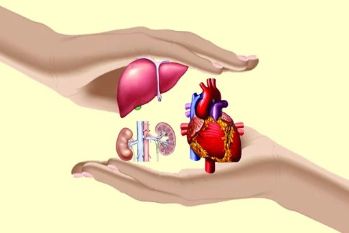 Ilustrasi usus.