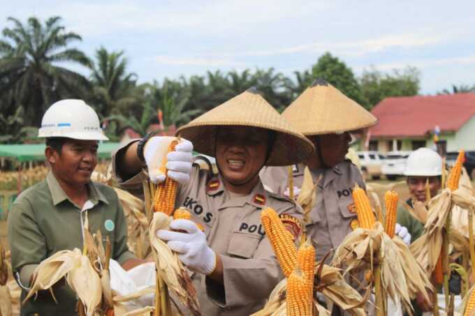 PT SINP-PBNA Panen Jagung, Bukti Dukungan Swasembada Pangan di Aruta
