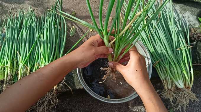Daun bawang. AGUS PRAMONO/KALTENG POS