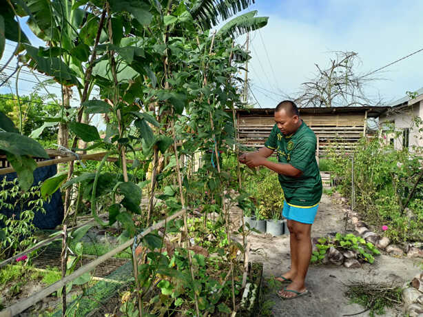 Ilustrasi berkebun. AGUS PRAMONO/KALTENG POS