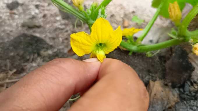Polinasi melon. AGUS PRAMONO/KALTENG POS