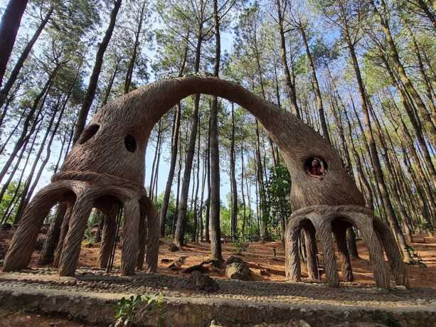 Keindahan alam wisata Hutan Pinus Pengger di Jogja.