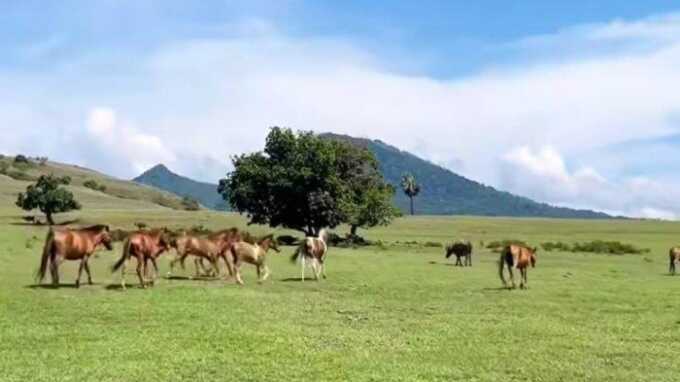 Padang Savana Mausui di NTT.