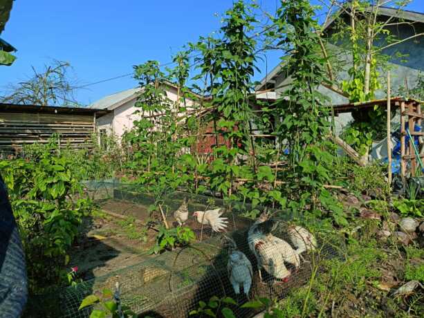 Ilustrasi tanaman subur di pekarangan. AGUS PRAMONO/KALTENG POS