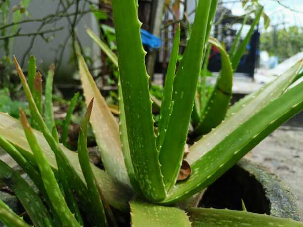 Lidah buaya. AGUS PRAMONO/KALTENG POS