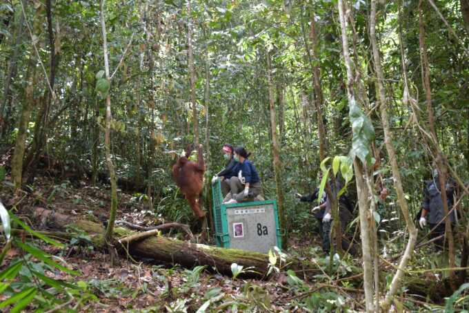 Pelepasliaran orang utan di Wilayah II Kasongan, TNBBBR, Rabu (21/5/2025).