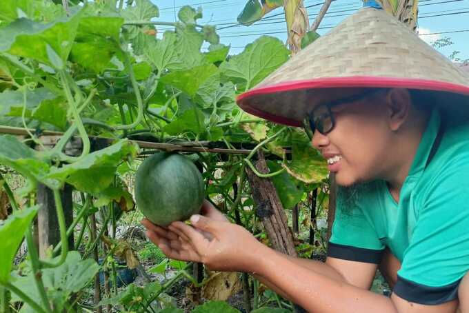 Menanam buah melon. AGUS PRAMONO/KALTENG POS
