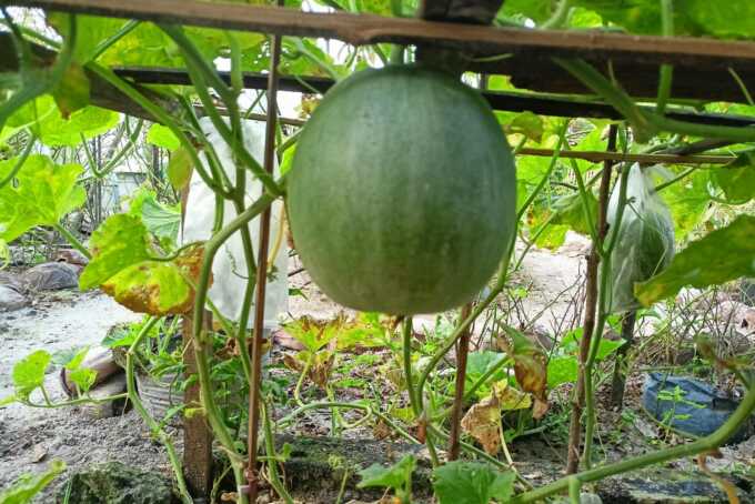 Melon berbuah maksimal. AGUS PRAMONO/KALTENG POS