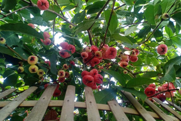 lustrasi pohon jambu air.