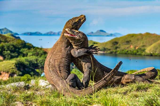 aman Nasional Komodo