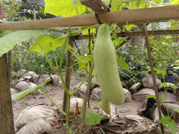 Timun di pekarangan. AGUS PRAMONO/KALTENG POS