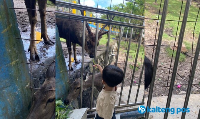 Bocah bernama Devanka saat memberikan makan Rusa di Taman Pasuk Kameloh, Jembatan Kahayan.