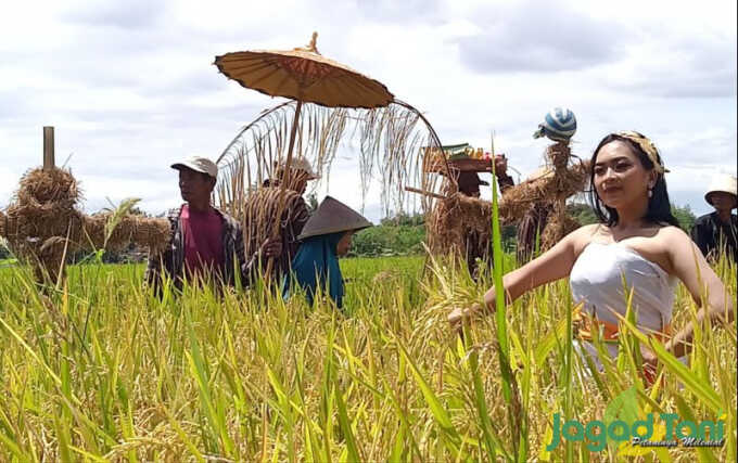Tradisi panen padi di Insonesia.