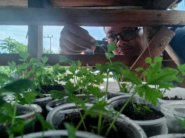 Seledri di dalam pot. AGUS PRAMONO/KALTENG POS