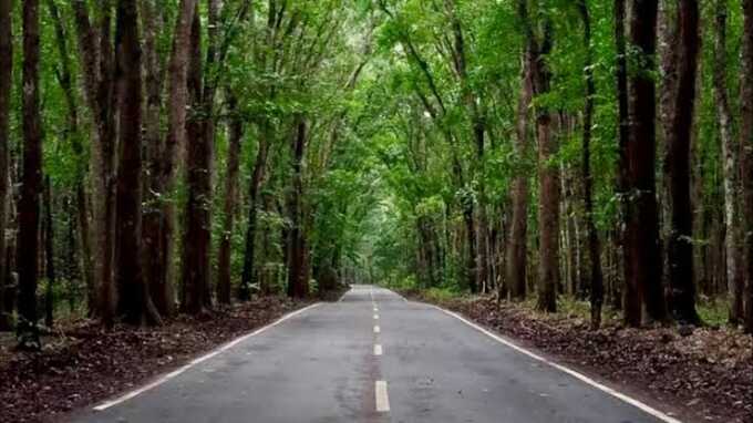 Wisata Taman Nasional Alas Purwo.