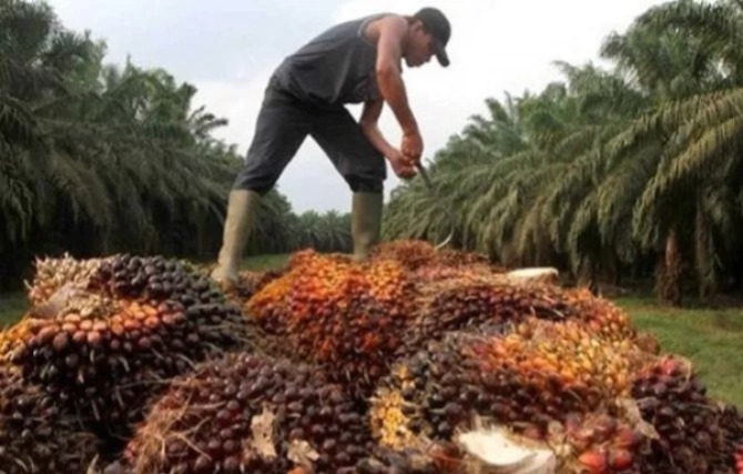 Petani sawit tengah memanen hasil kebunnya. (Dok.JawaPos.com)