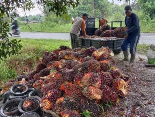 Jual beli tandan buah sawit di Sampit. MIFTAH/KALTENG POS 