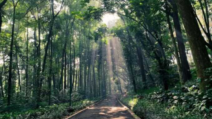 Ilustrasi hutan