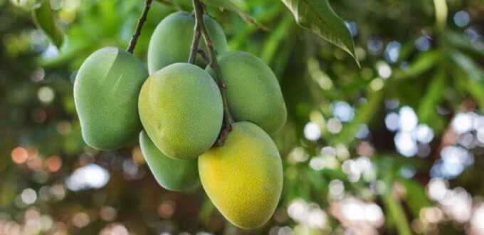 Mangga. AGUS PRAMONO/KALTENG POS