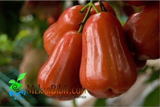 Jambu madu Deli merah