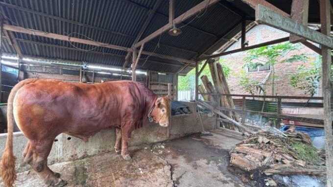 Salah satu sapi Presiden Prabowo Subianto untuk dikurbankan pada Iduladha 2025.
