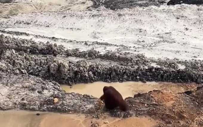 Tangkapan layar video seekor orang utan di kawasan pertambangan di Kutai Timur.