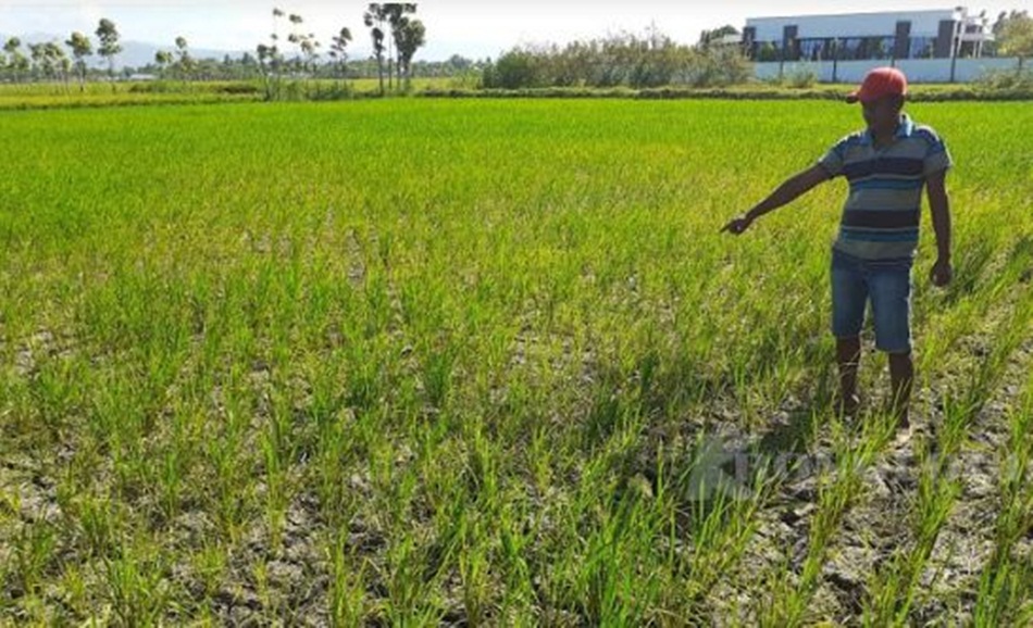 Sejumlah sawah mulai kering di Kabupaten Pohuwato menjadi perhatian DPRD Pohuwato.(F:istimewa)