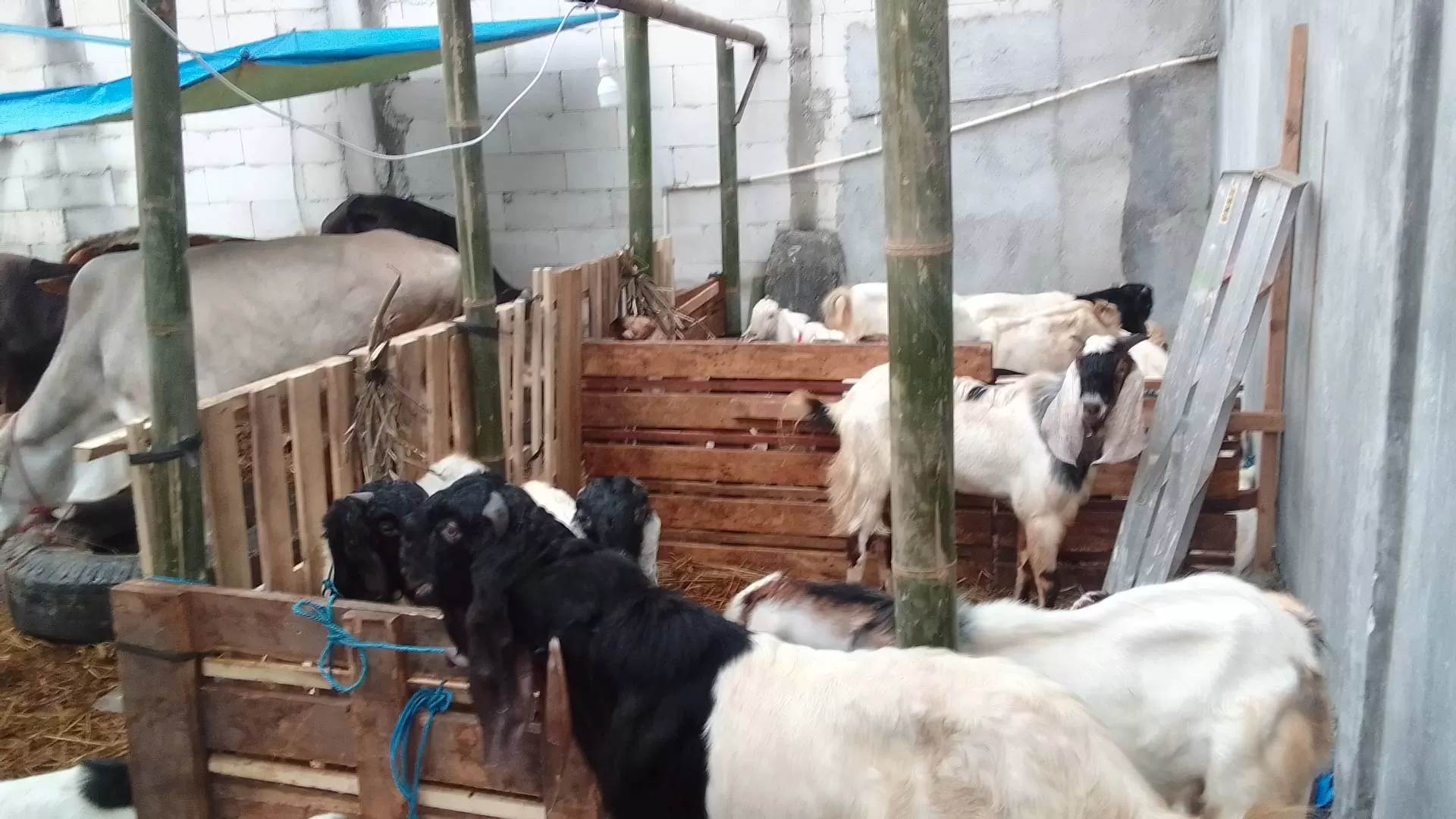 Lapak-lapak penjual hewan kurban berupa kambing dan sapi jelang Hari Raya Idul Adha 2023 mulai menjamur di jalanan Jakarta. (Takzia Royyan/ JawaPos.com)