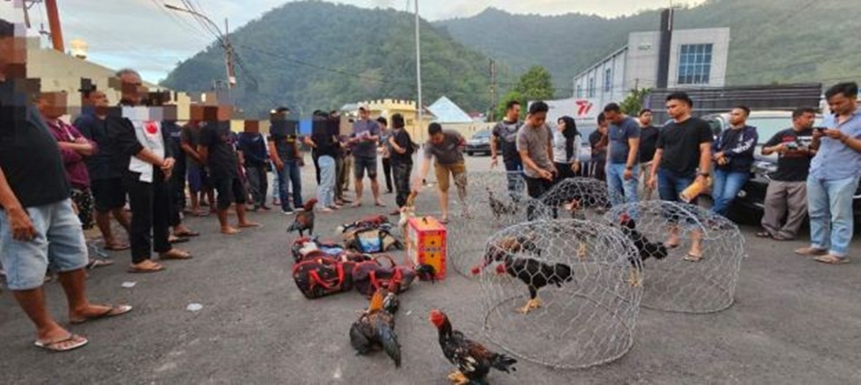 Suasana saat Judi sabung sabung ayam digrebek Polresta Gorontalo Kota (hms-pol)