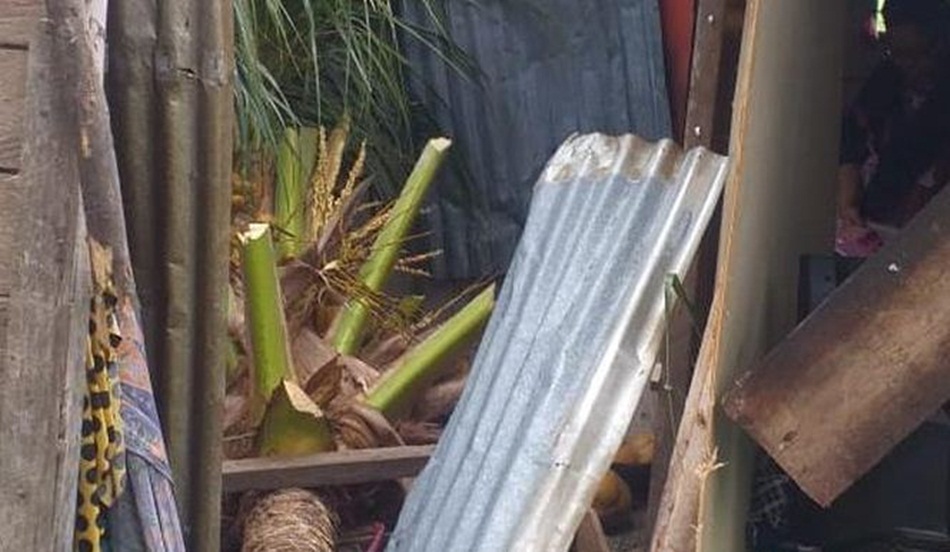 Pohon kelapa yang tumbang menimpa rumah warga di Desa Biluhu Barat, Kecamatan Biluhu Kabupaten Gorontalo. (F:hms-pol)