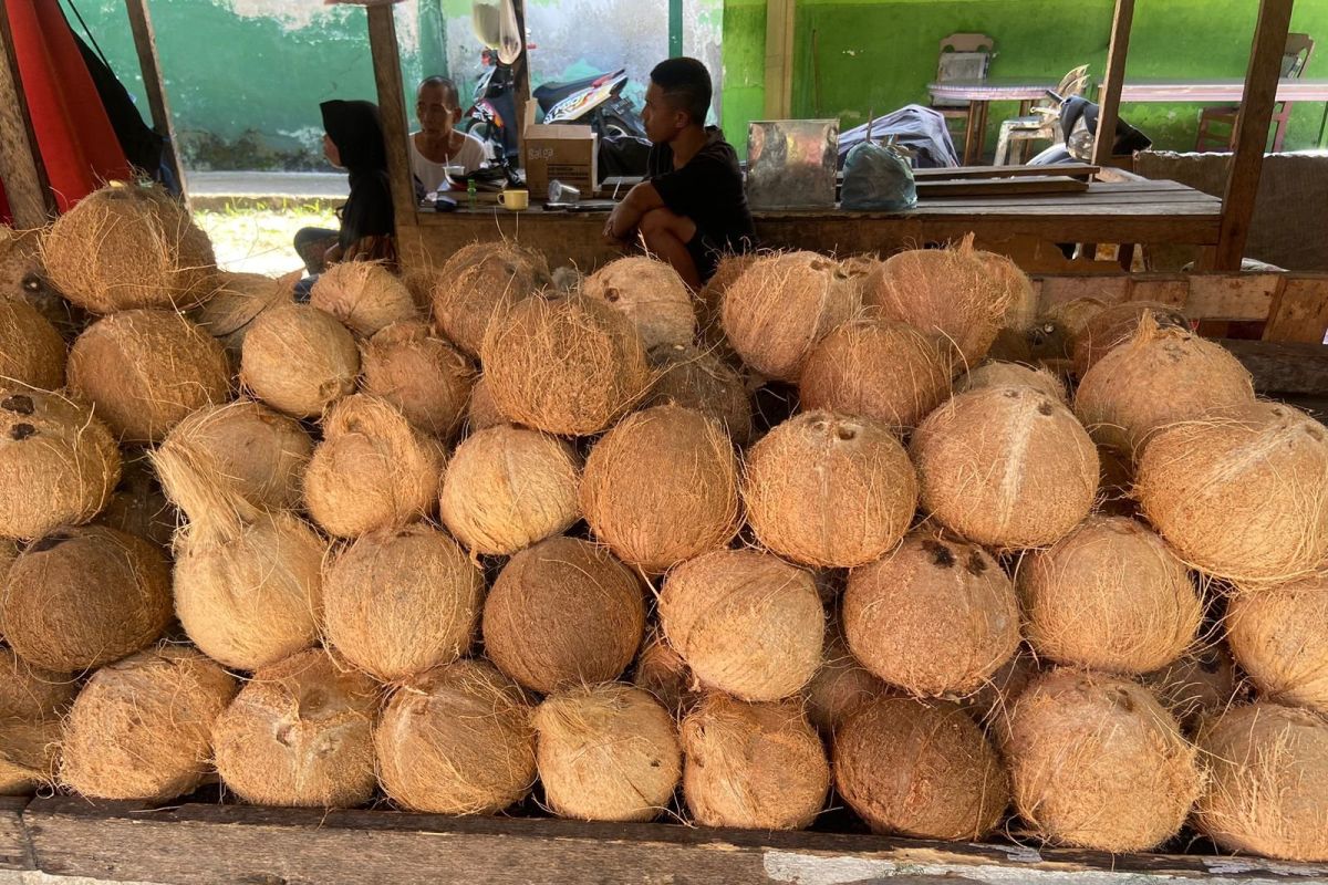 Komoditas buah kelapa utuh yang banyak tersedia dan dijual di sejumlah pasar tradisional di Kota Gorontalo maupun Gorontalo Utara. (ANTARA/Susanti Sako)