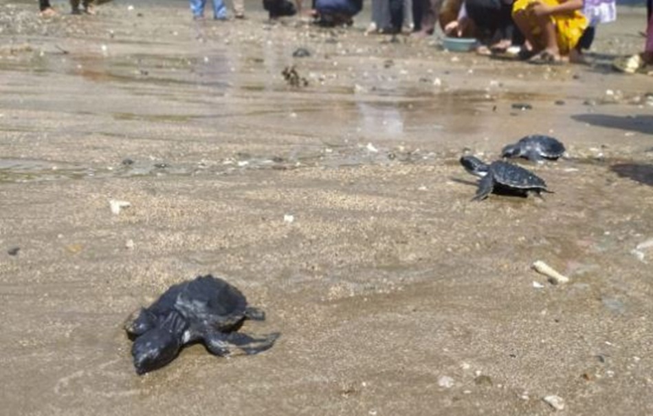 Kegiatan melepas tukik (anak penyu) di Pusat Penangkaran Penyu Desa Dunu Kecamatan Monano yang dilakukan di Pantai Rabua (Istimewa)