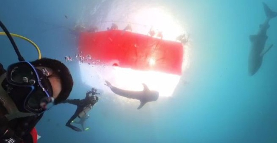 25 orang penyelam dari berbagai lembaga mengibarkan merah putih bawah laut di perairan wisata hiu paus Botubarani Kabupaten Bone Bolango(hms)