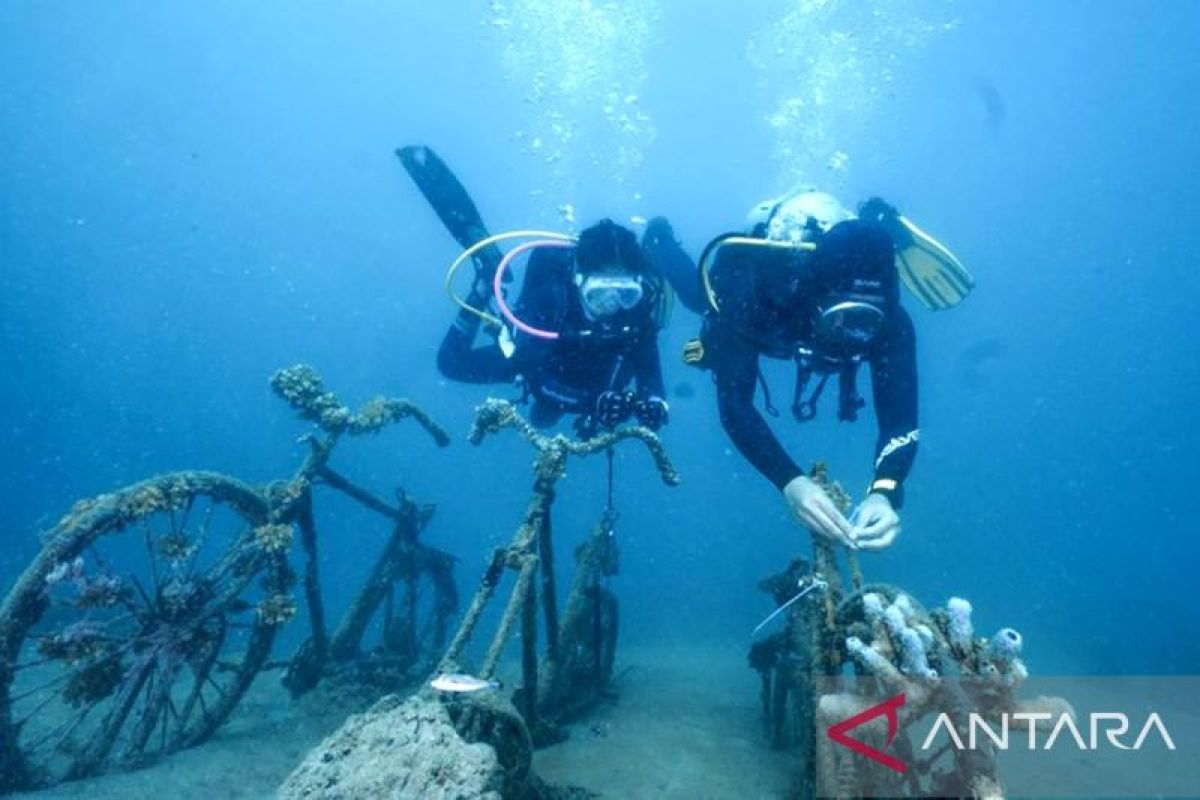 Penyelam menanam terumbu karang di perairan wisata hiu paus Desa Botubarani Kecamatan Kabila Bone, Kabupaten Bone Bolango, Minggu (27/8/2023)/ANTARA/HO-Tim Penyelam