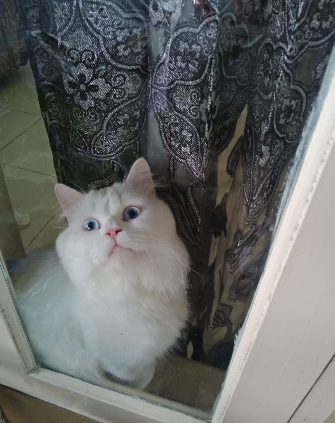 Ilustrasi kucing peliharaan, Muezza. (dok. pribadi)
