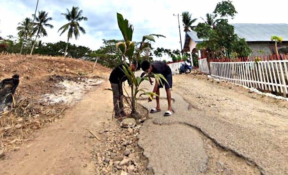 Sekelompok anak muda yang nerupakan gabungan dari mahasiswa dan Aliansi Mahasiswa Kawasan Paguyaman Raya Gorontalo (AMKPRG) menanan bibit kelapa di jalan rusak  berada di Kecamatan Mootilango, (F:Ist)