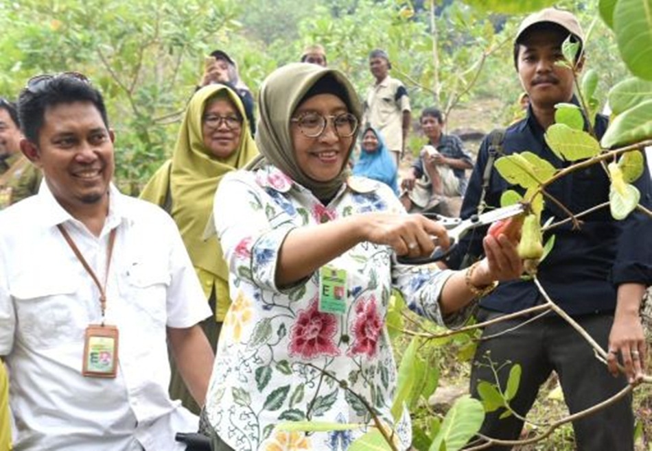 Sekditjen PDASRH KLHK, Sri Handayaningsih, panen jambu mete di lahan program   RHL Agroforestri di Desa Totopo, Kecamatan Bilato, Kabupaten Gorontalo, (Foto : Haris)