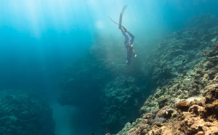 Ilustrasi seseorang sedang menyelam, menikmati indahnya taman bawah laut.