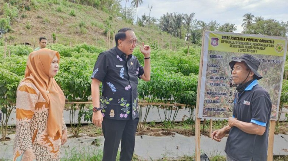 Kepala Dinas Pertanian lakukan monev pemurnian cabai Malita FM dengan melakukan   dialog langsung dengan petani. (F:hms-Kmfo).
