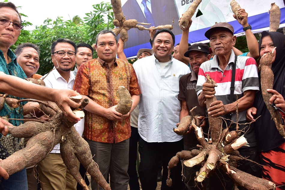 Panen singkong (ubi kayu) Varietas Cimanggu, Casesa, dan Garuda  di Desa Tolotio, Kecamatan Tibawa,  dihadiri Penjagub Gorontalo Ismail Pakaya dan Wakil Ketua DPR RI Rachmat Gobel. (Foto &ndash; Fadil).