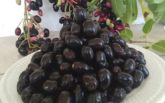 Buah Jambang. (Istimewa)