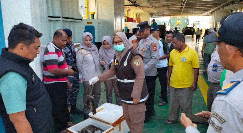 Polsek Kawasan Pelabuhan Gorontalo bersama Balai Karantina  saat mengamankan 60 Kilogram tikus siap konsumsi (F:hms-Pol).