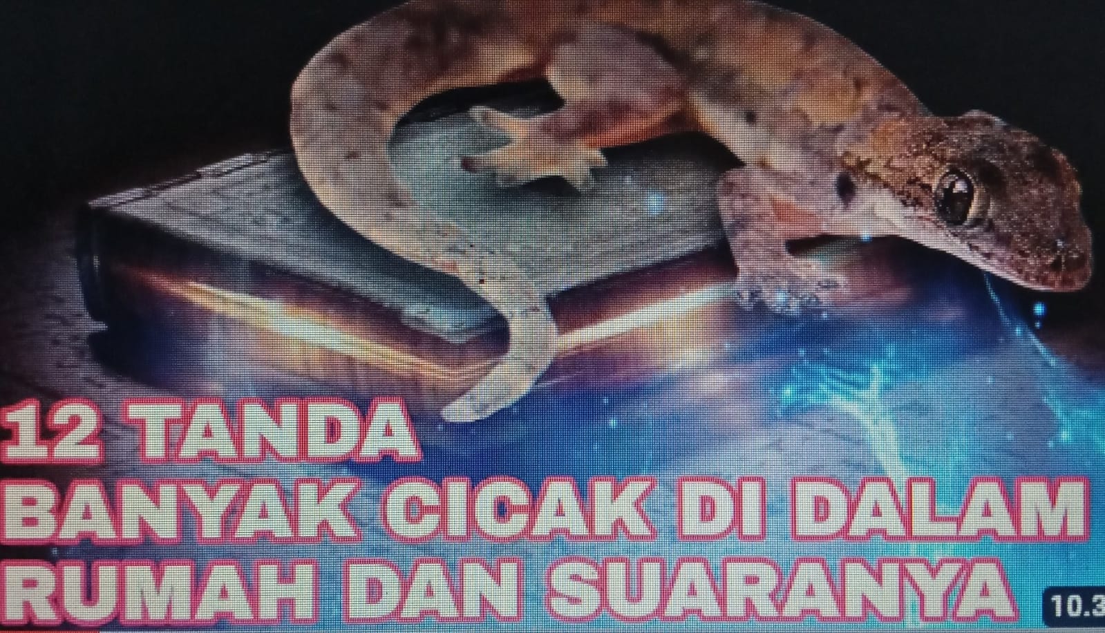 ilustrasi - 12 tanda banyak Cicak di dalam rumah dan suaranya.