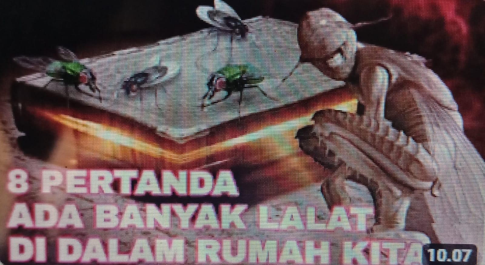 ilustrasi - 8 pertanda banyak lalat di dalam rumah