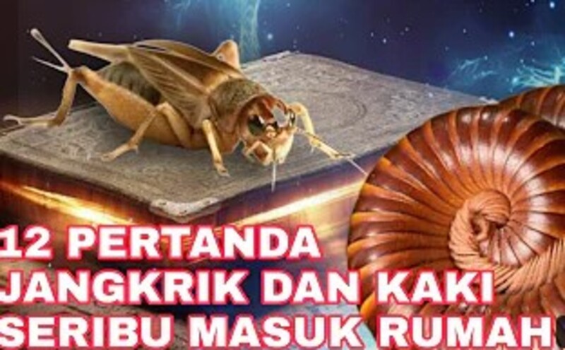 ilustrasi -Jangkrik dan kaki seribu