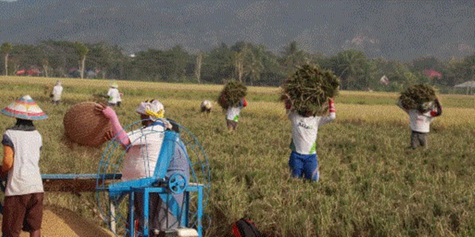 Petani Gorontalo saat panen padi (Ilustrasi)