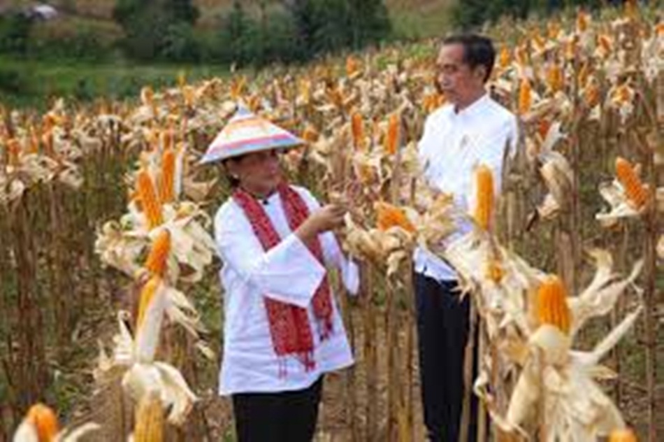 Presiden Jokowi dan Ibu  panen jagung saat kunjungan beberapa waktu lalu di  Gorontalo (f:fb)