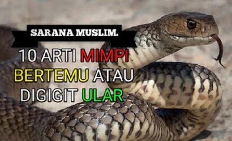 Ilustrasi - 10 arti mimpi bertemu atau digigit ular