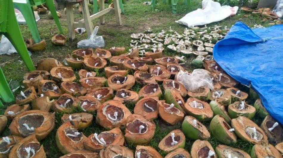 Batok kelapa jadi wadah Tumbilotohe di Pohuwato mendapatkan dukungan dan apresiasi. (F:istimewa)