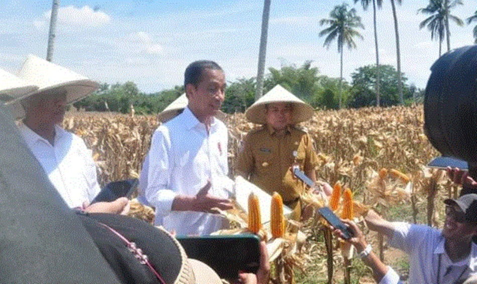 Presiden Joko Widodo (Jokowi)   yang didampingi Menteri Pertanian Andi Amran Sulaiman, Menteri PUPR Basuki   Hadimuljono, dan Penjabat Gubernur Gorontalo, Ismail Pakaya, melakukan panen jagung (F:ist)